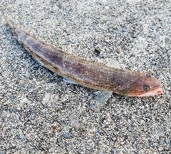 ガシラ、サバ、エソ