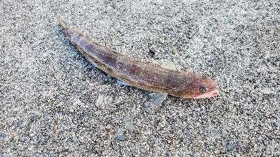 ガシラ、サバ、エソ