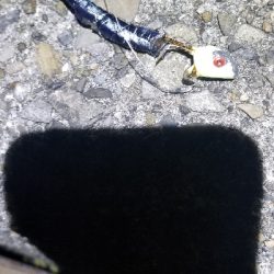 短時間で勝負　タチウオ編