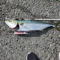 青物良い感じ♪