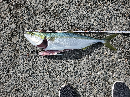 青物良い感じ♪