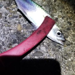 イカとタチウオを狙って。