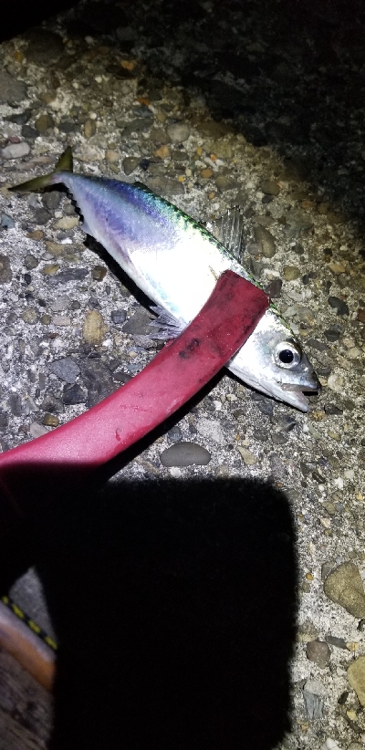 イカとタチウオを狙って。