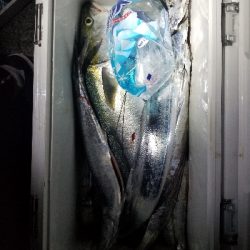 神戸沖堤防半夜結果