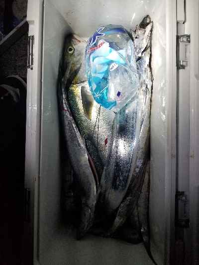 神戸沖堤防半夜結果