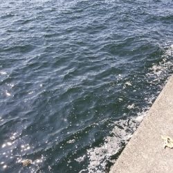 神戸沖堤防午前の部