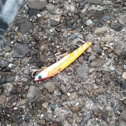 久しぶりのポイントでタチウオ