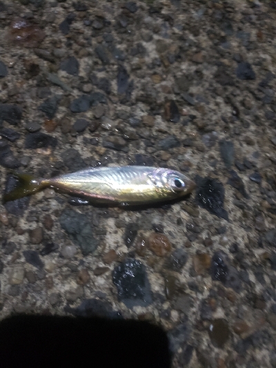 短時間アジング