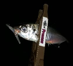 淡路島アジング