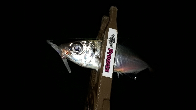 淡路島アジング