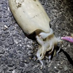 ２週間ぶりのエギングで