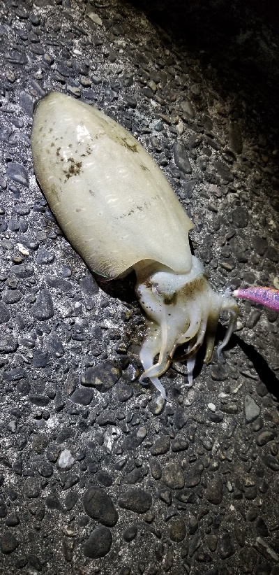 ２週間ぶりのエギングで