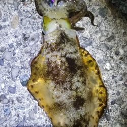 刺身が食べたいと思い立ち。