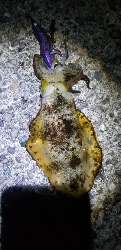 刺身が食べたいと思い立ち。