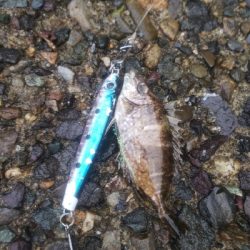 アジング&ショアジギング