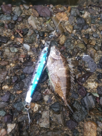 アジング&ショアジギング