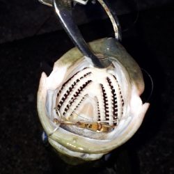 シーバスを狙ってシーバスを釣る