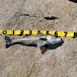 青物を求めて……