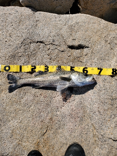 青物を求めて……