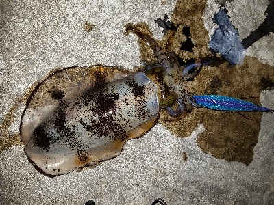 ぼちぼちサイズアップ