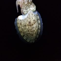 偽情報対策これが千田漁港だよ