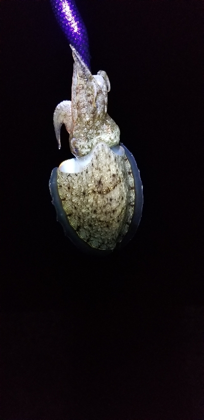 偽情報対策これが千田漁港だよ