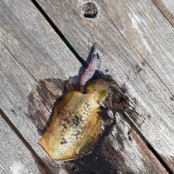 秋アオリイカ調査隊