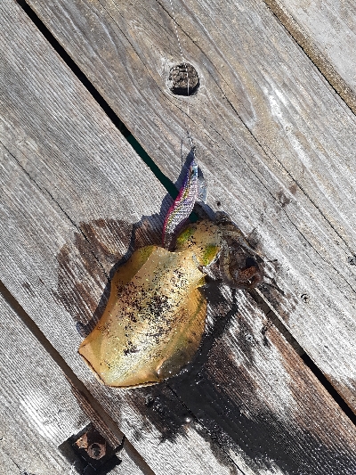 秋アオリイカ調査隊