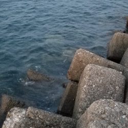 マズメ版タチウオ講座　参考に