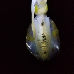 苦手大潮克服？今季最大イカGET