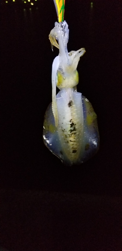 苦手大潮克服？今季最大イカGET