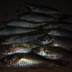 中アジ時々小アジサバ