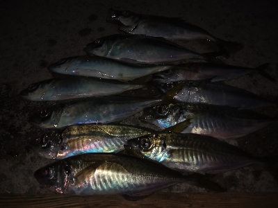 中アジ時々小アジサバ