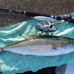 今年メジロ2本目