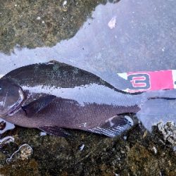 樫野でグレ釣り