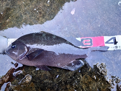 樫野でグレ釣り