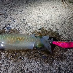 ムーンライトエギング