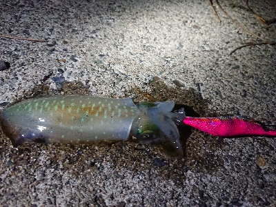 ムーンライトエギング