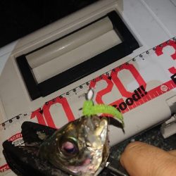 アジングテスト