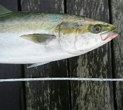 2020.4.16以来のメジロ64.9cmGET❗