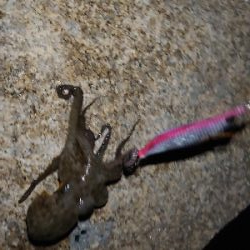 ちょいシブめのエギング