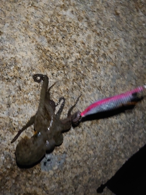 ちょいシブめのエギング