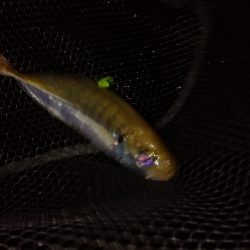 台風一過アジング