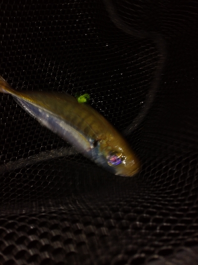 台風一過アジング