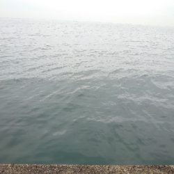 ２週連続メジロ！