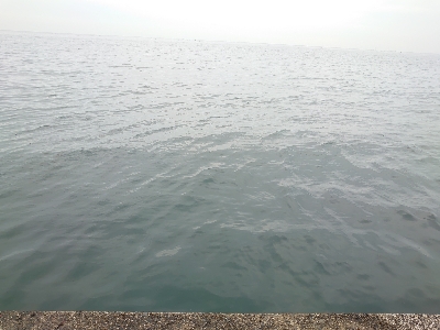 ２週連続メジロ！