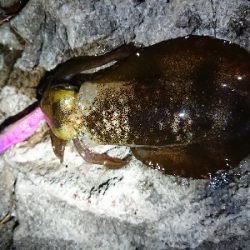 夕方からエギング