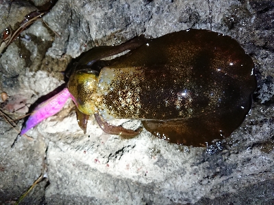 夕方からエギング