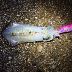 ちょこっとエギング