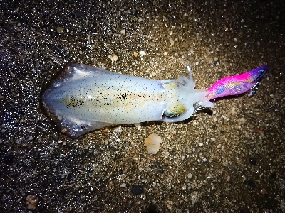 ちょこっとエギング